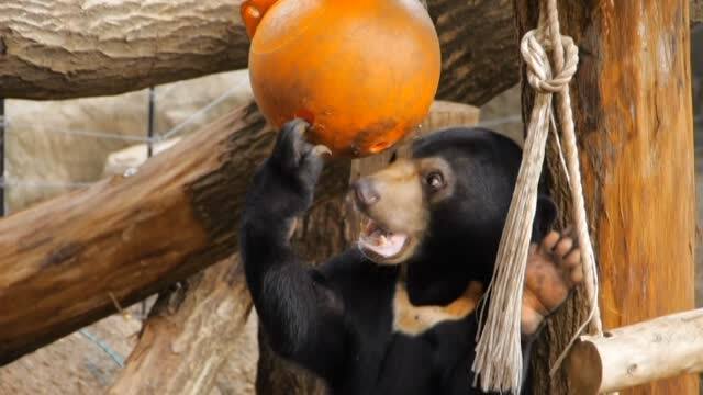 アジアの動物 上野動物園の世界 動画配信 レンタル 楽天tv