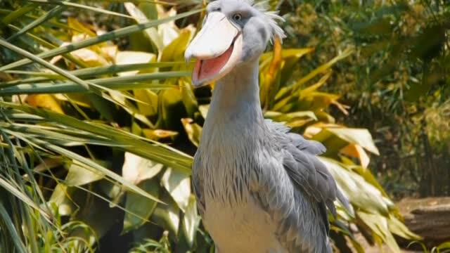 アフリカの動物 上野動物園の世界 動画配信 レンタル 楽天tv