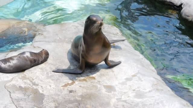 北アメリカの動物 上野動物園の世界 動画配信 レンタル 楽天tv 北アメリカの動物 上野動物園の世界 動画配信 レンタル 楽天tv
