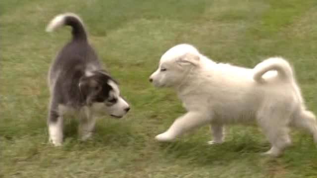 幻のカナディアンエスキモー犬 犬 大好き 動画配信 レンタル 楽天tv 幻のカナディアンエスキモー犬 犬 大好き 動画配信 レンタル 楽天tv