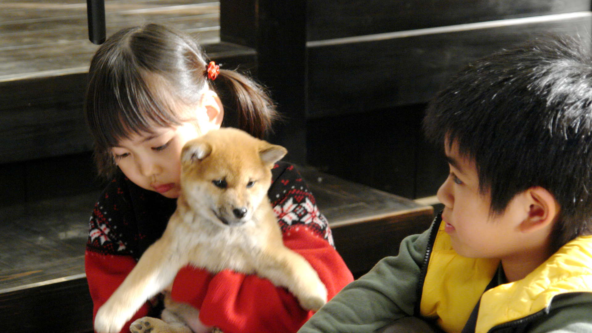 マリと子犬の物語 動画配信 レンタル 楽天tv マリと子犬の物語 動画配信 レンタル 楽天tv