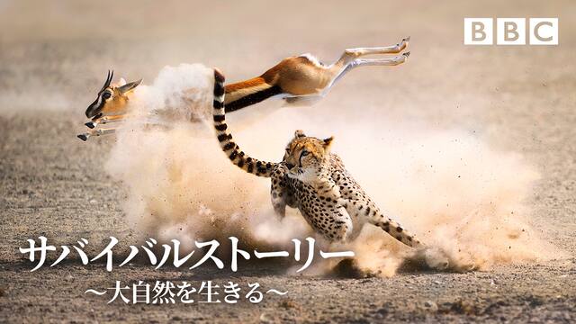 サバイバルストーリー 大自然を生きる 動画配信 レンタル 楽天tv サバイバルストーリー 大自然を生きる 動画配信 レンタル 楽天tv