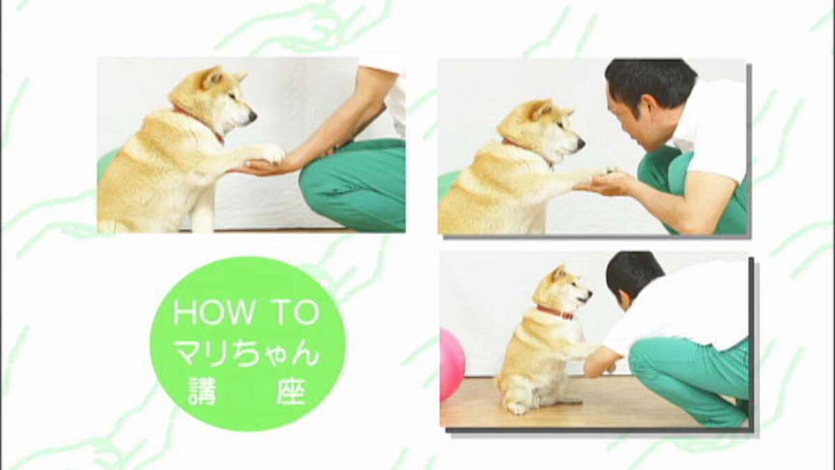 柴犬マリのしばしばい １人と１匹のコント集 動画配信 レンタル 楽天tv