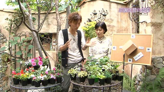 977 日陰に強い植物 手づくり花づくり 動画配信 レンタル 楽天tv