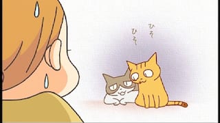 くるねこ くるねこ 全50話 14daysパック 動画配信 レンタル 楽天tv