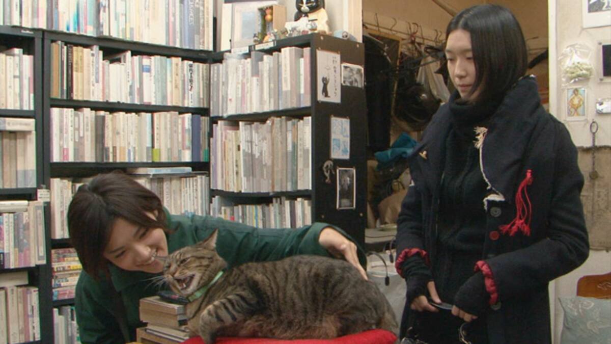 私は猫ストーカー 動画配信 レンタル 楽天tv